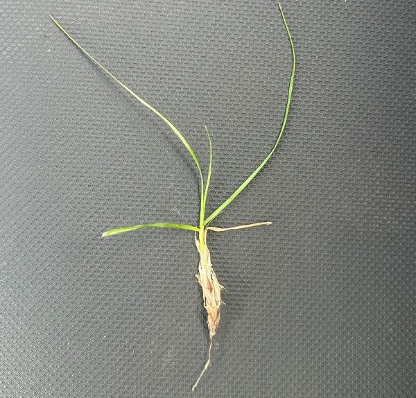 A picture of a grass plant.